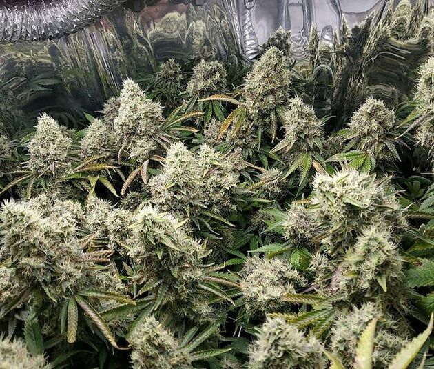 Cannabissamen Orange Stash Lisa Regulär von Dragons Flame Genetics für Indoor und Outdoor – Bild 2