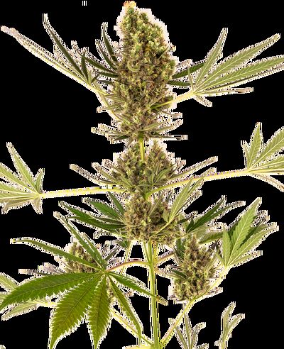 Auto Alpine Delight CBD