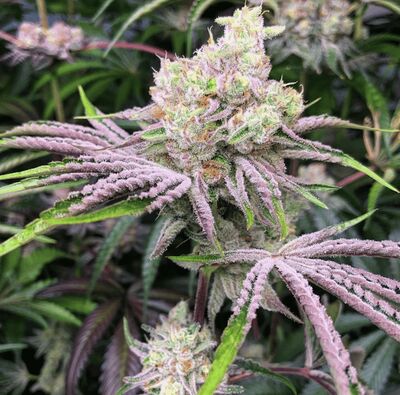 Ice Cream Candy Limited Edition