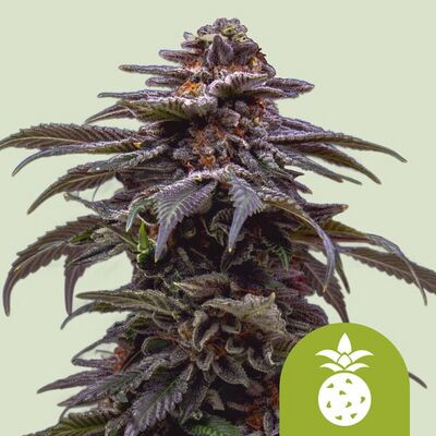 Auto Tropicana Cookies Purple
