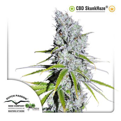 CBD SkunkHaze
