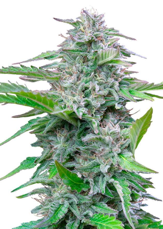 Graines de cannabis Critical féminisées de Royal Queen Seeds pour intérieur et extérieur