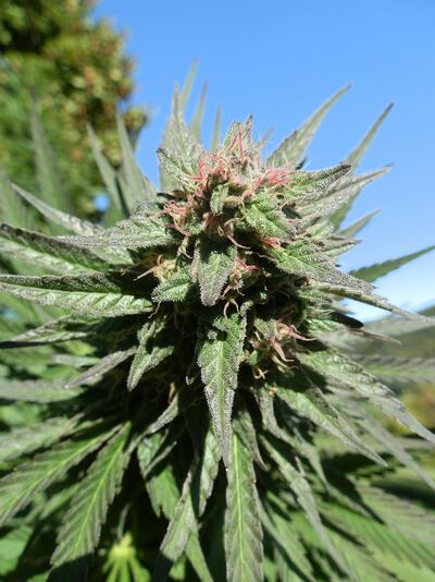 Erdbeer x Purpurea 09 Regulär