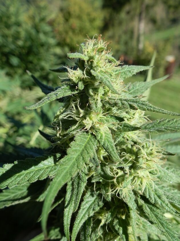Graines de cannabis NLX x Purpurea 09 Régulier de Helvetic Seeds pour intérieur et extérieur – image 2