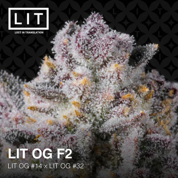 Graines de cannabis LIT OG féminisées de LIT Farms – image 5