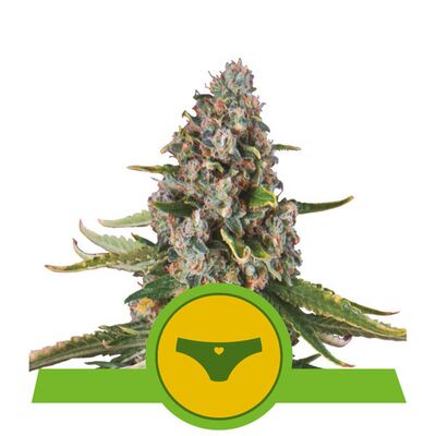 Auto Sherbet Queen
