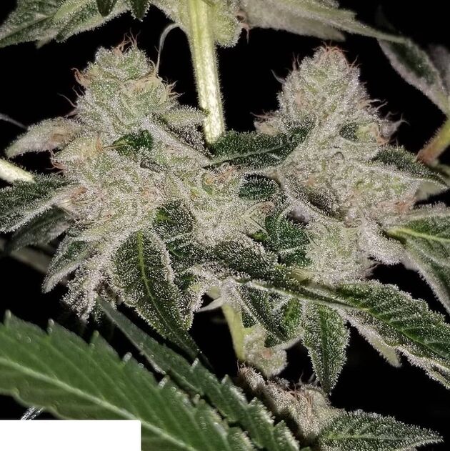 Cannabissamen Schism Regulär von Lucky Dog Cannabis Co. für Indoor und Outdoor – Bild 4