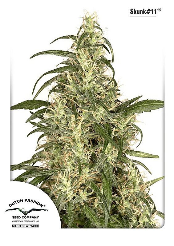 Cannabissamen Skunk 11 feminisiert von Dutch Passion – Bild 2