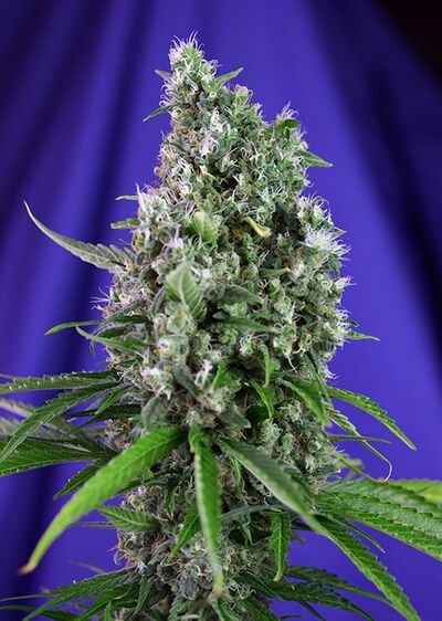 Auto Sweet Trainwreck