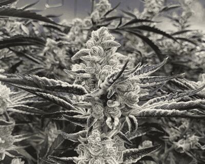 Platinum Kush Breath Remix Limited Edition