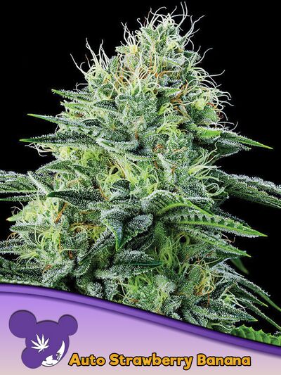 Auto Strawberry Banana