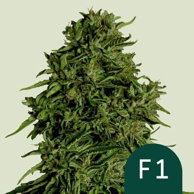 Auto Cosmos F1 (F1-Hybrid)