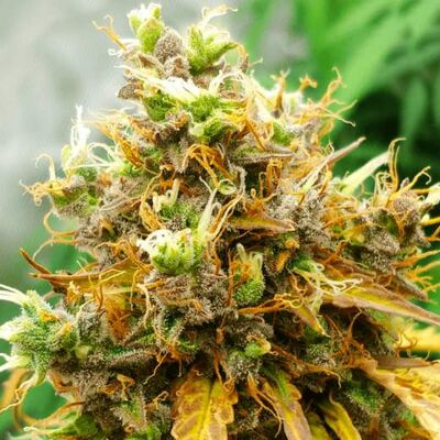 Auto White Widow