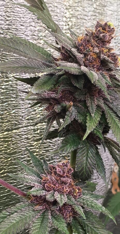 Graines de cannabis Bubba Kush x PCK Régulier de Ace Seeds pour intérieur et extérieur – image 2