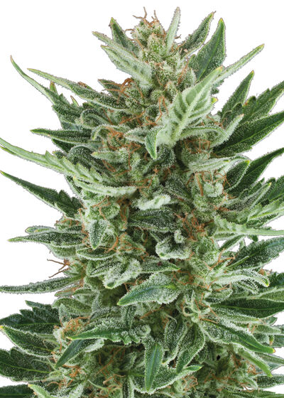 Auto Royal Cheese