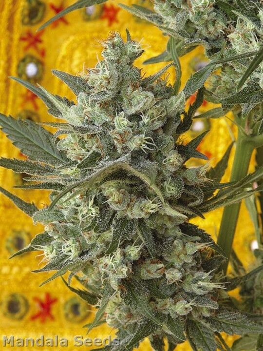 Graines de cannabis Kalichakra Régulier de Mandala Seeds pour intérieur et extérieur – image 4