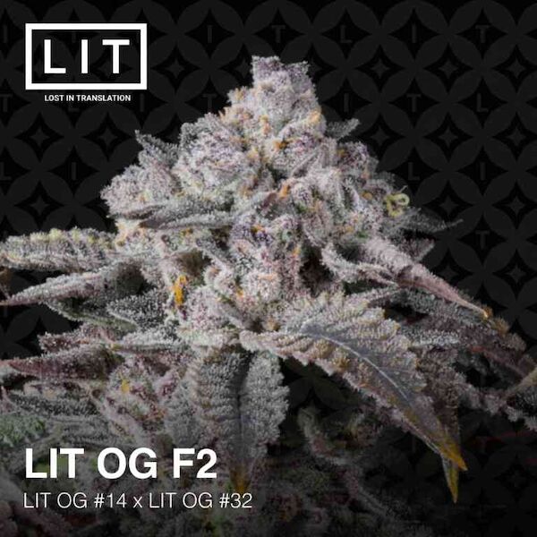 Cannabissamen LIT OG F2 feminisiert von LIT Farms – Bild 2