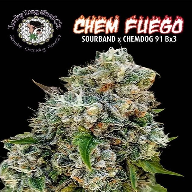 Cannabissamen Chem Fuego Regulär von Lucky Dog Cannabis Co. für Indoor und Outdoor – Bild 3