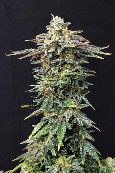 Cherry Dream