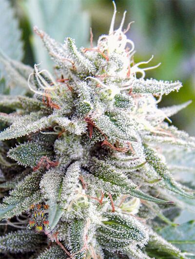 Celestial Dragon Regular