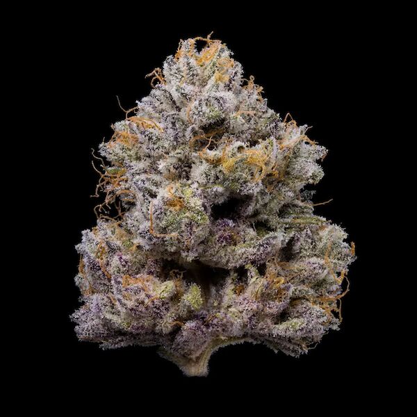 Cannabis seeds ZZ4 feminised for indoor and outdoor