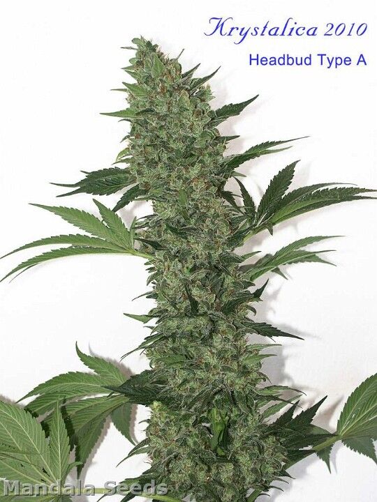 Graines de cannabis Krystalica Régulier de Mandala Seeds pour intérieur et extérieur – image 3