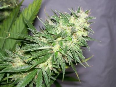 NL5 x Haze Regular