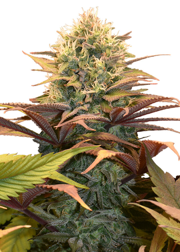 Graines de cannabis Pineapple Kush féminisées de Royal Queen Seeds pour intérieur et extérieur