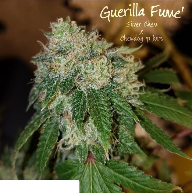 Cannabissamen Guerilla Fume Regulär von Lucky Dog Cannabis Co. für Indoor und Outdoor – Bild 4