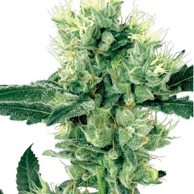White Haze Regular