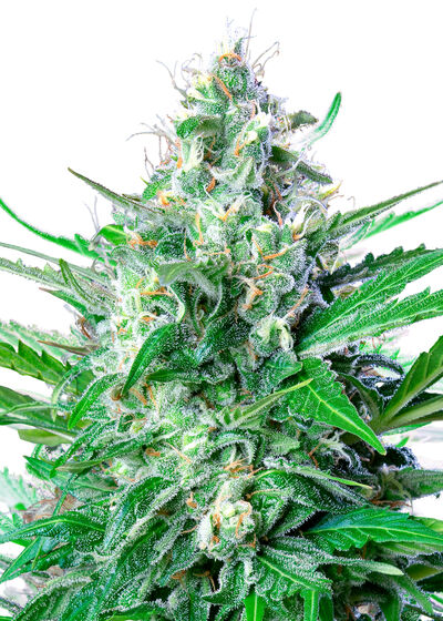 Grape Ape