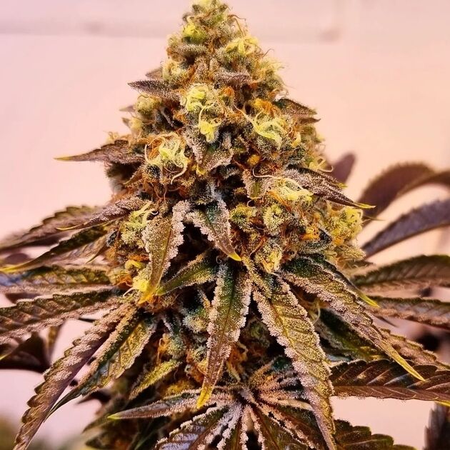 Cannabissamen Double Krush Regulär von Lucky Dog Cannabis Co. für Indoor und Outdoor – Bild 2