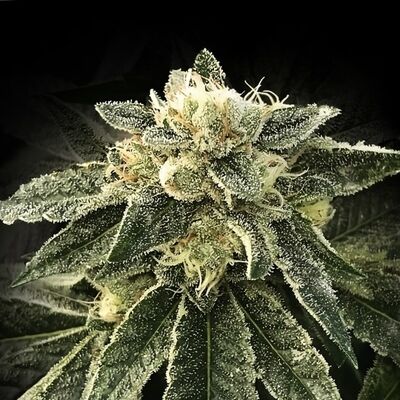 White Chocolope