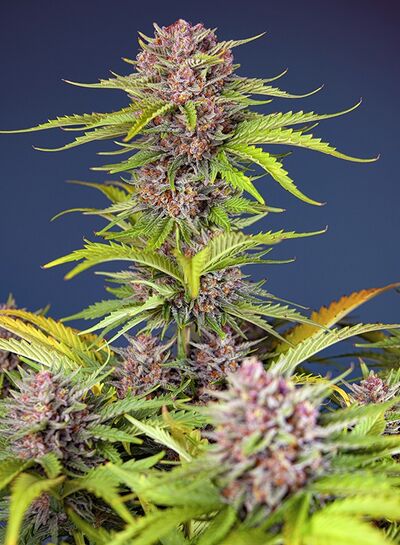 Auto Mimosa Bruce Banner XL