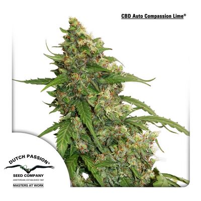 Auto CBD Compassion Lime