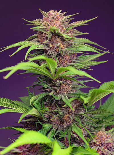 Auto Red Mimosa XL