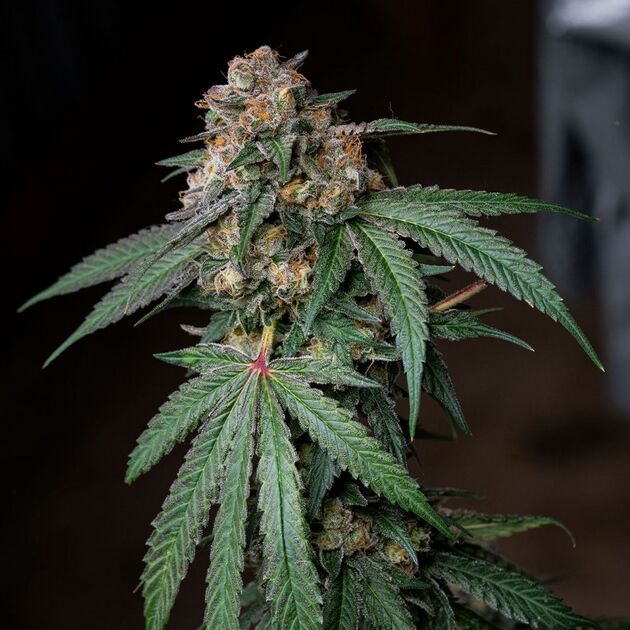 Sour Lemon Mochi Regular cannabis seeds by Karma Genetics for indoor and outdoor – image 4