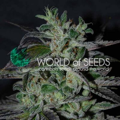 Strawberry Blue Early Harvest
