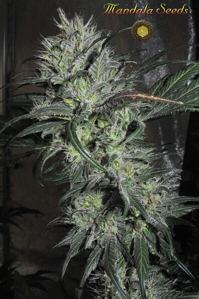 Lazy Hippie Regulär