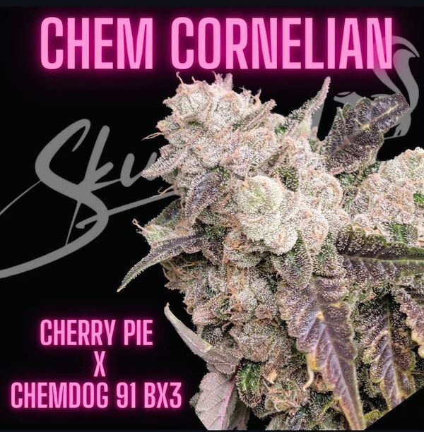 Cannabissamen Chem Cornelian Regulär von Lucky Dog Cannabis Co. für Indoor und Outdoor – Bild 4