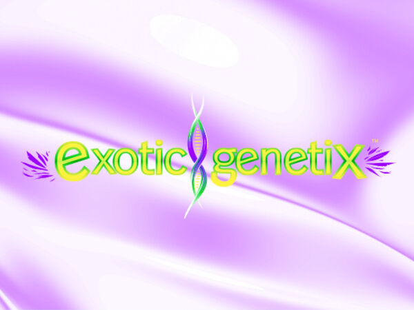 Exotic Genetix – Exklusive US-Strains mit besonderen Terpenen