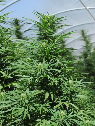 Graines de cannabis Green Crack féminisées de Humboldt Seed Org. pour intérieur et extérieur – image 3