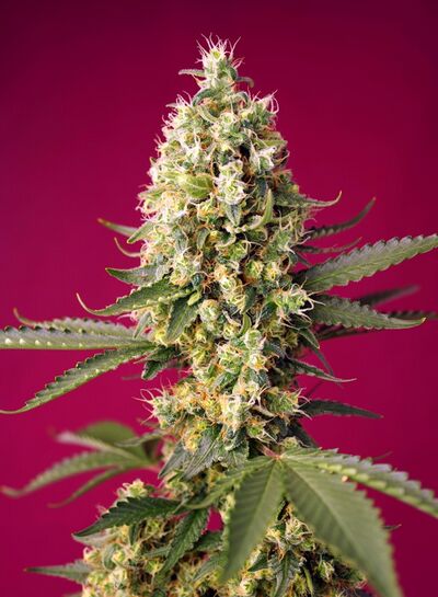 Auto Skywalker OG Runtz XL