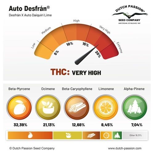Auto Desfran feminised cannabis seeds by Dutch Passion for indoor and outdoor – image 2