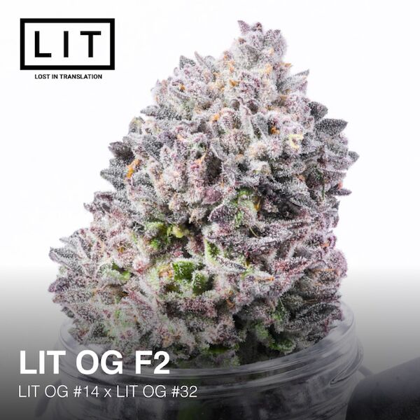 Graines de cannabis LIT OG féminisées de LIT Farms – image 3