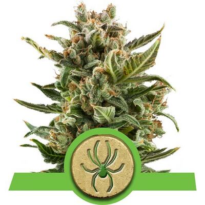 Auto White Widow