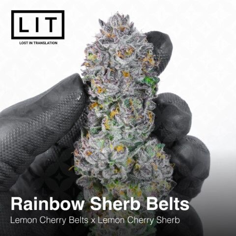 Cannabissamen Rainbow Sherb Belts feminisiert von LIT Farms – Bild 3