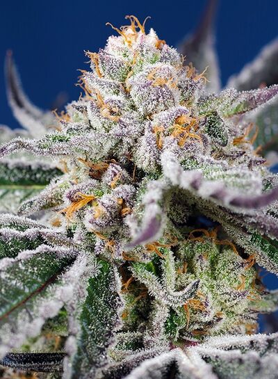 Auto Orange Apricot Glue XL