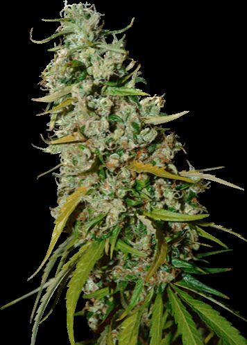Kees' Old School Haze Regular cannabis seeds by Super Sativa Seed Club for indoor and outdoor – image 2