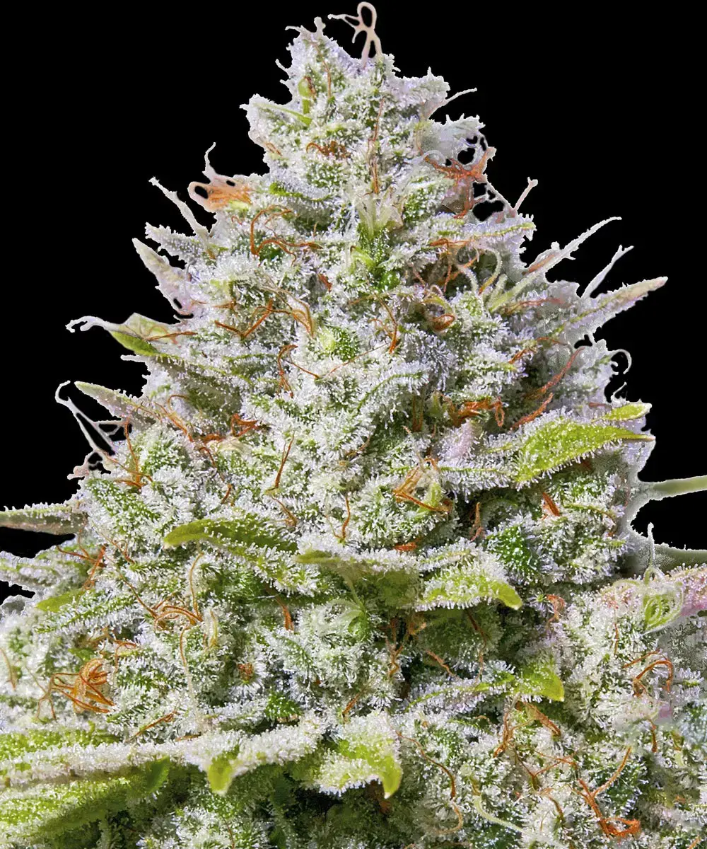 Blue Gelato 41 feminised cannabis seeds by Barney's Farm for indoor and outdoor